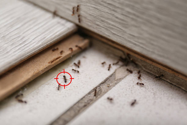 Best Affordable Pest Control Services  in Flora, IL