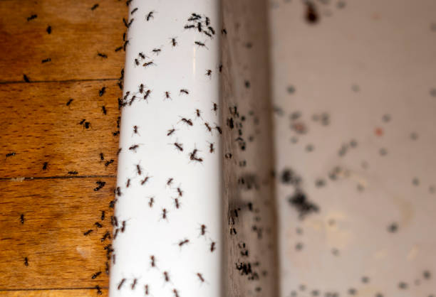 Best Residential Pest Control  in Flora, IL